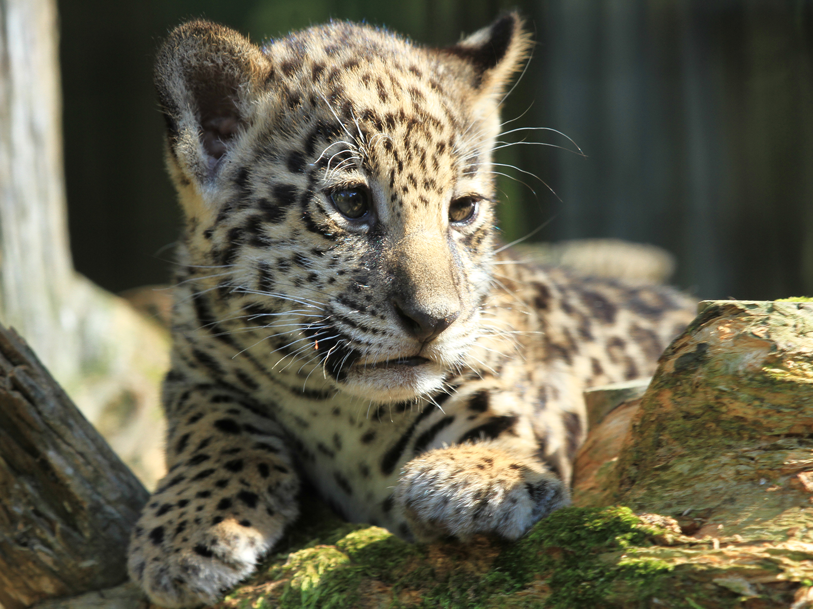 jaguar cub laying on log