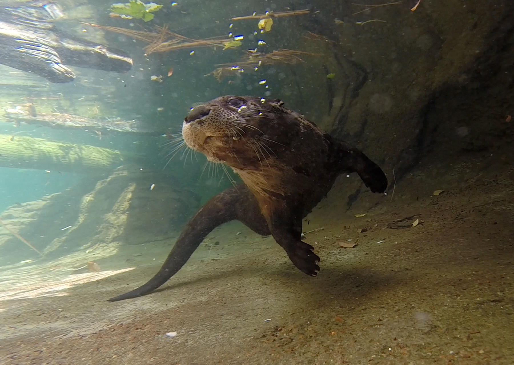 river otter under water