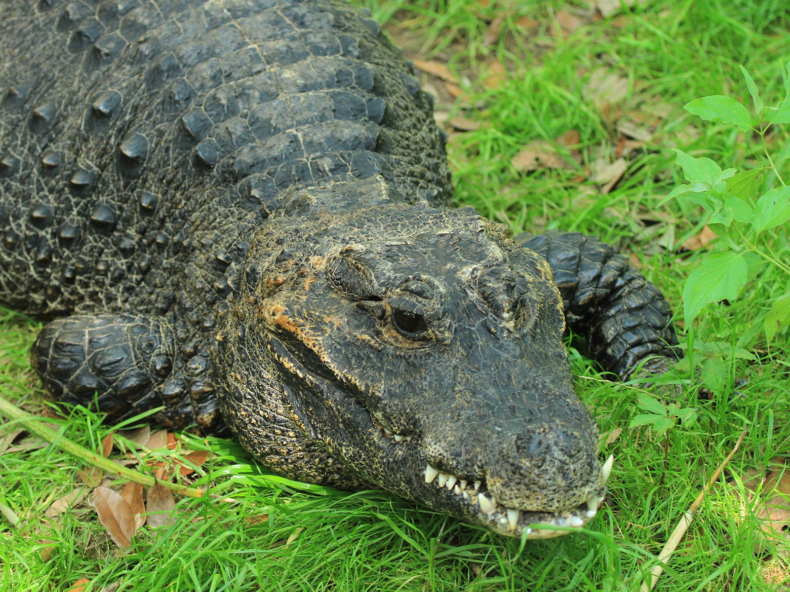 African Dwarf Crocodile