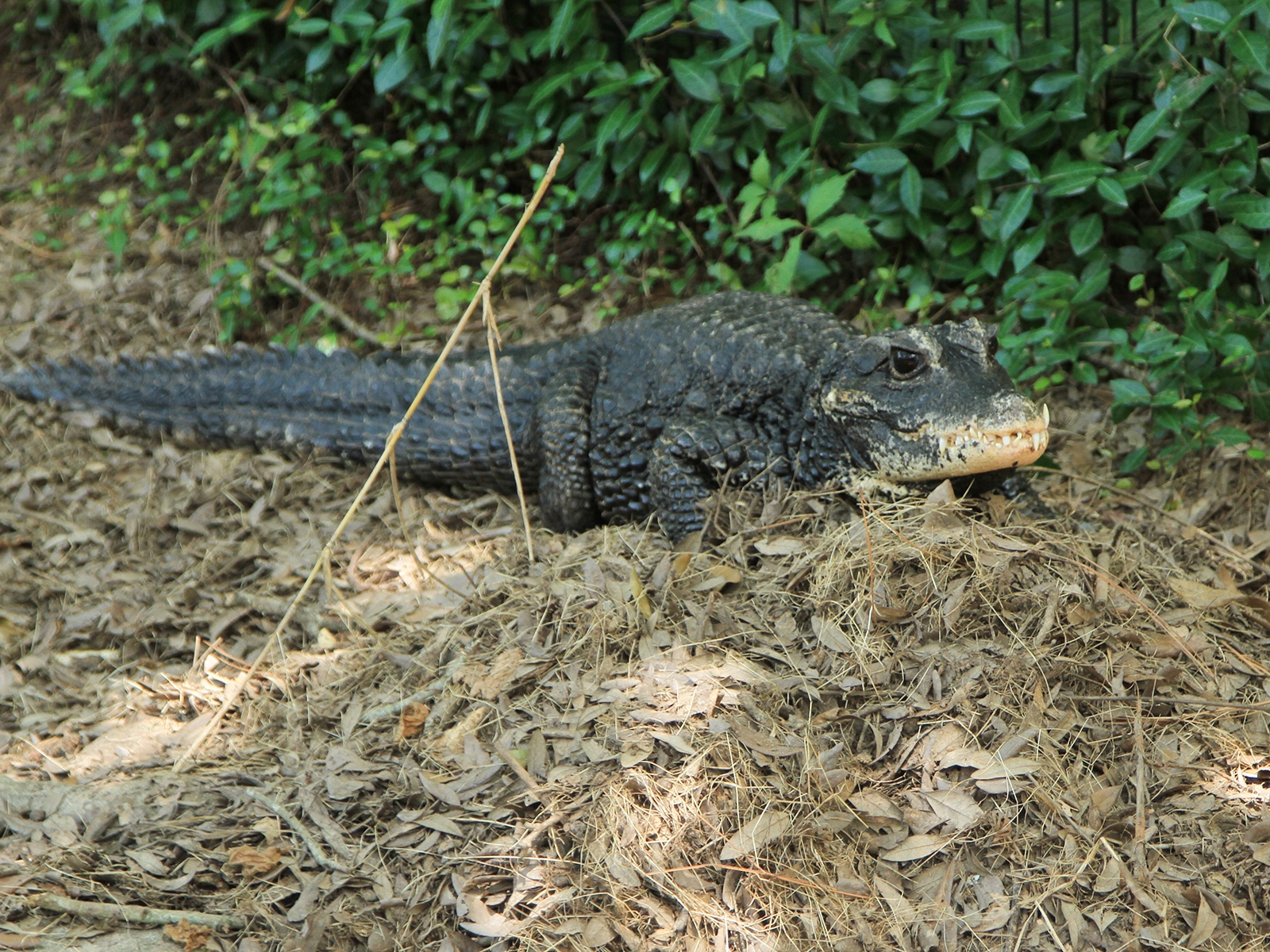 African dwarf crocodile