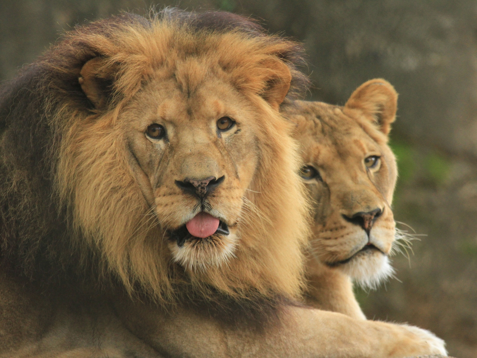 African lion