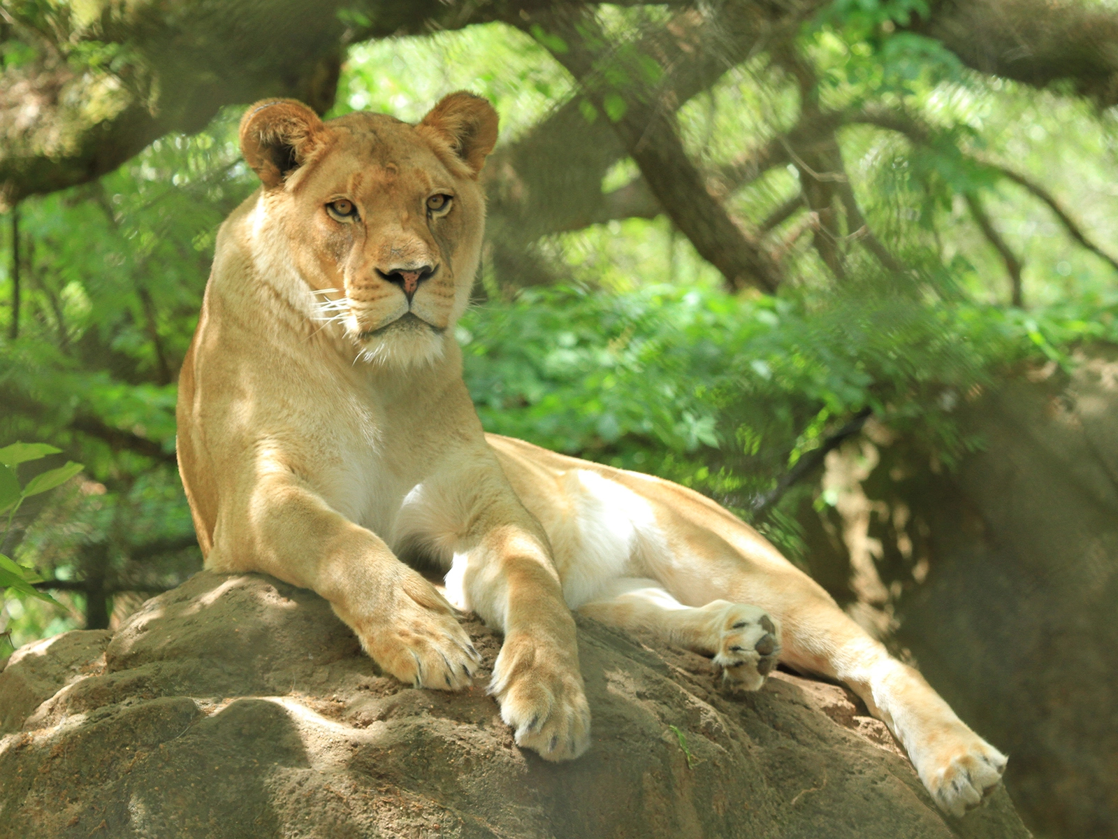 female lion laying on rock