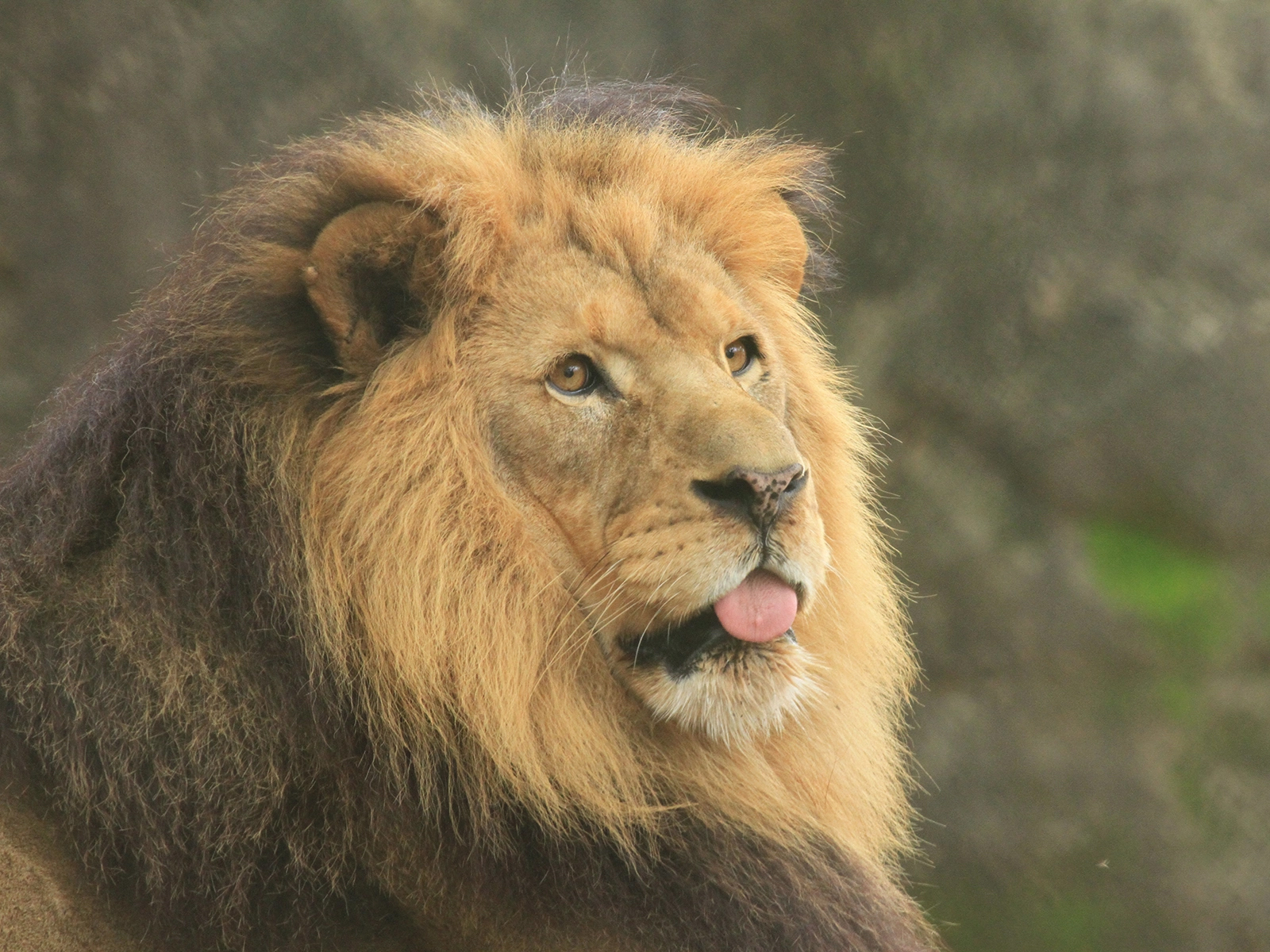male lion close up