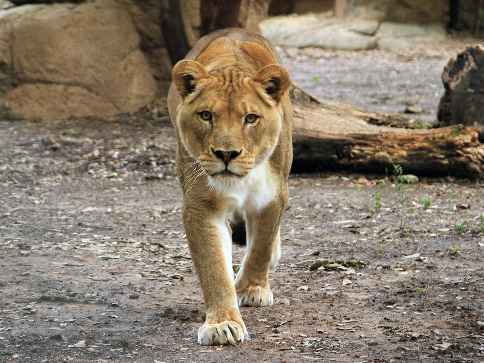 female lion walking