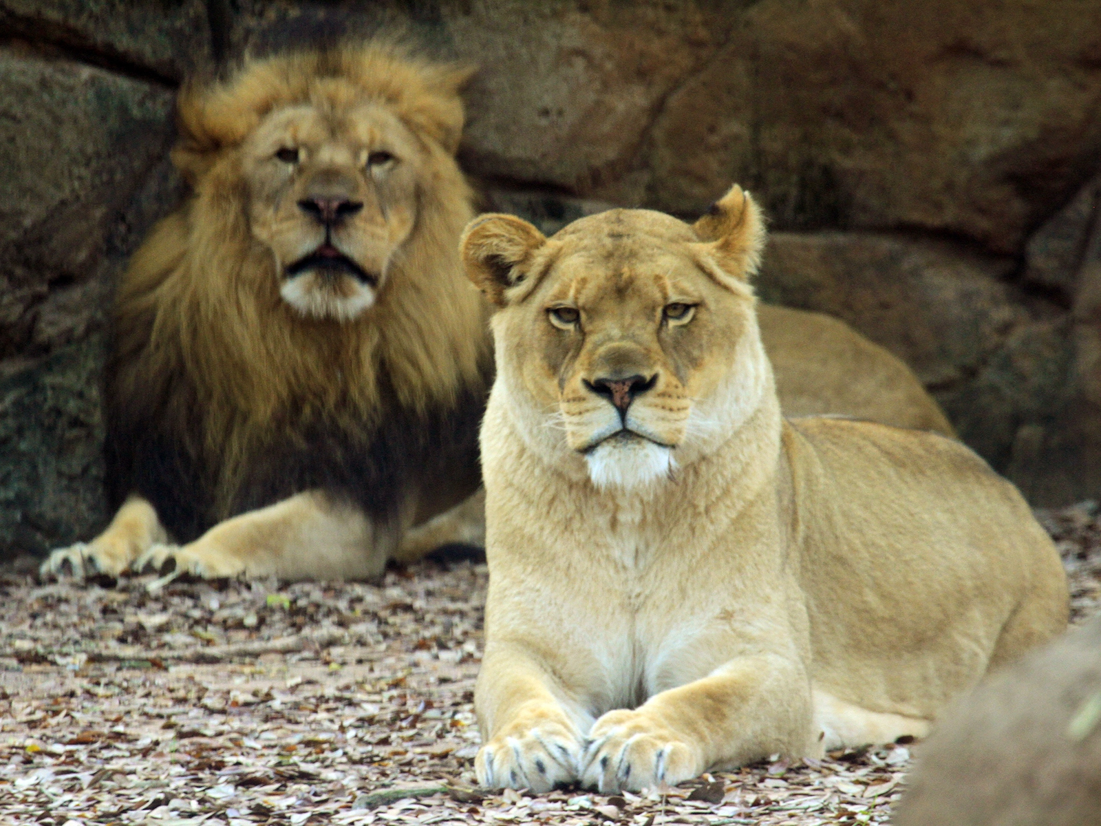 female and male lions resting