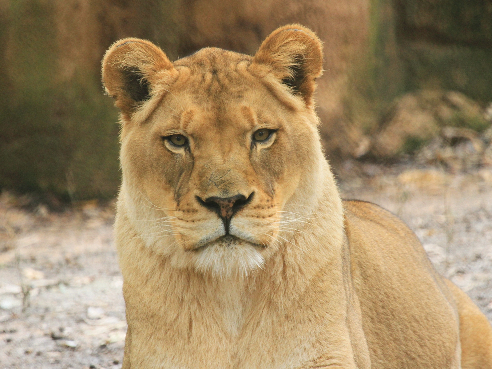 Angalia the African lion