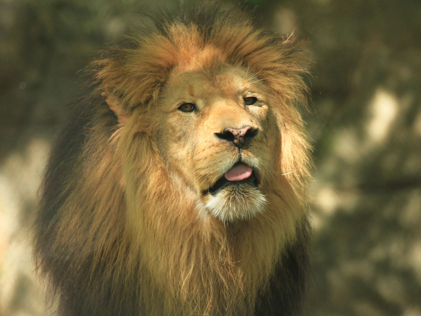 Taj the African Lion
