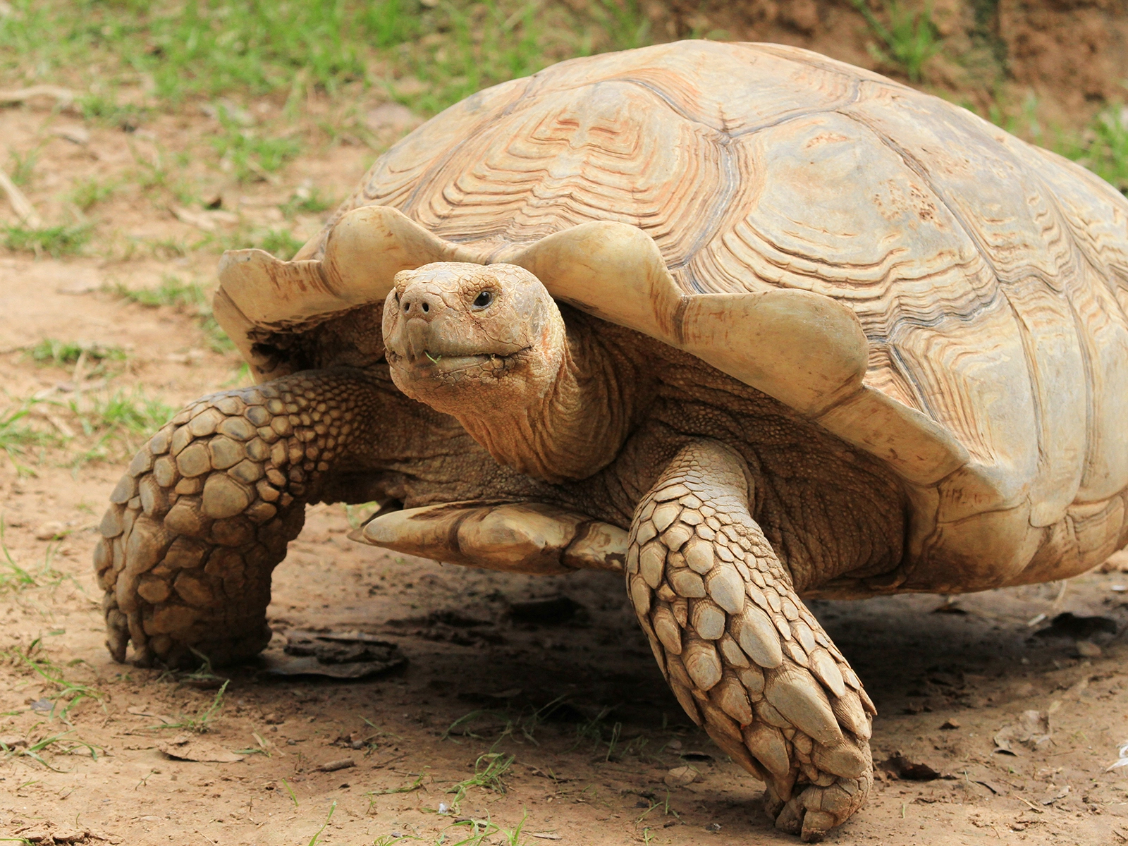 African Spurred Tortoise