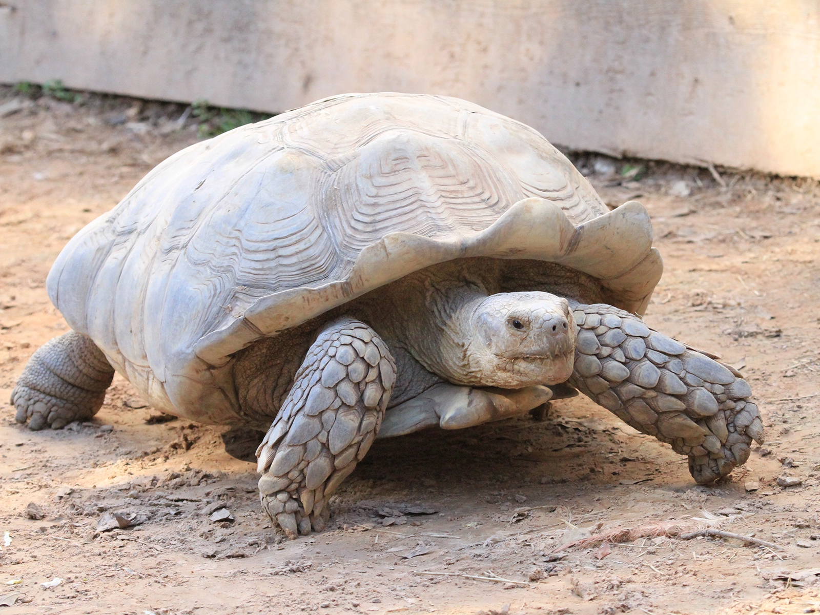 African spurred tortoise