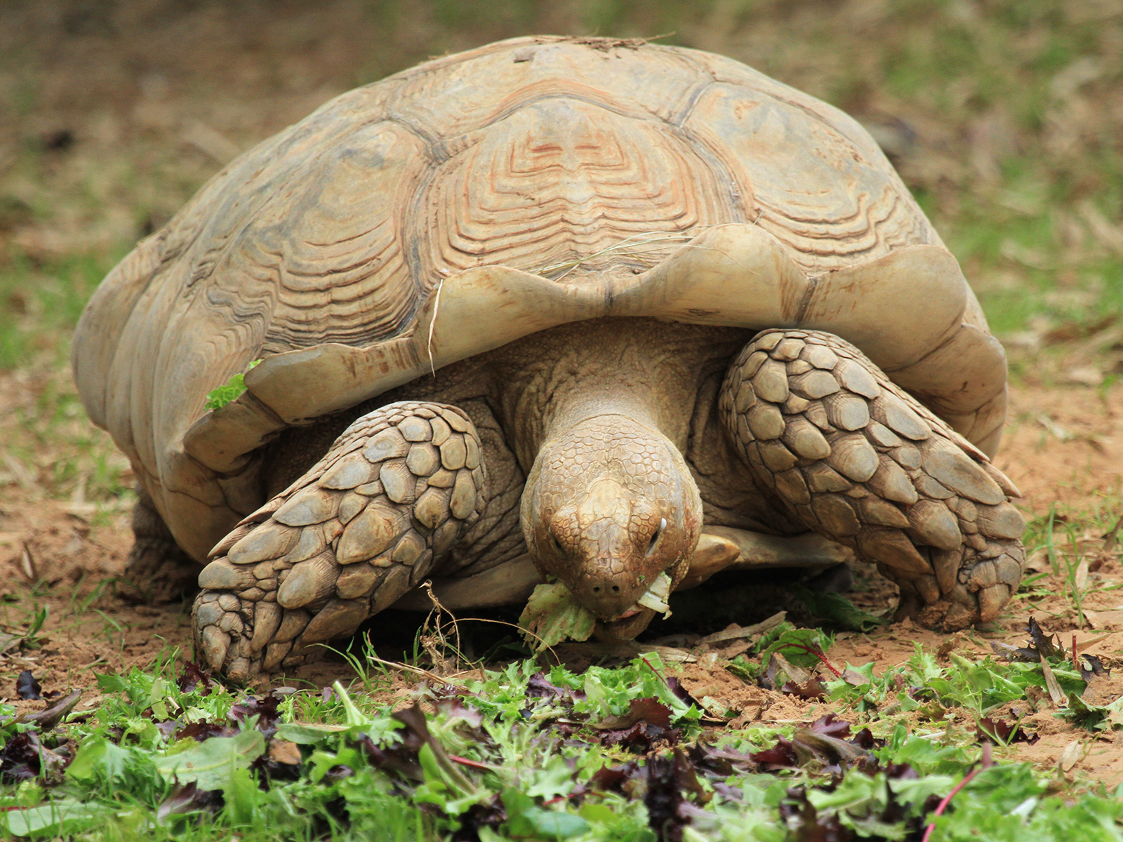African spurred tortoise