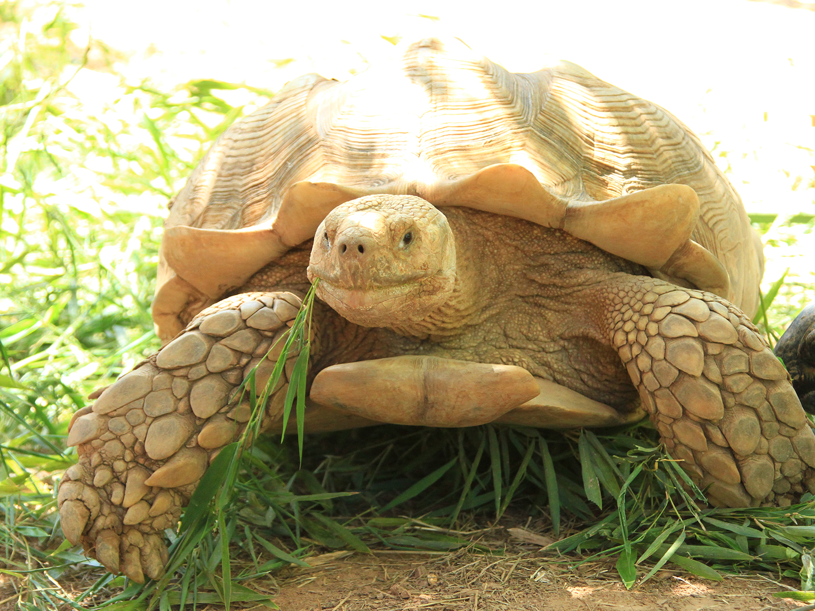 African spurred tortoise
