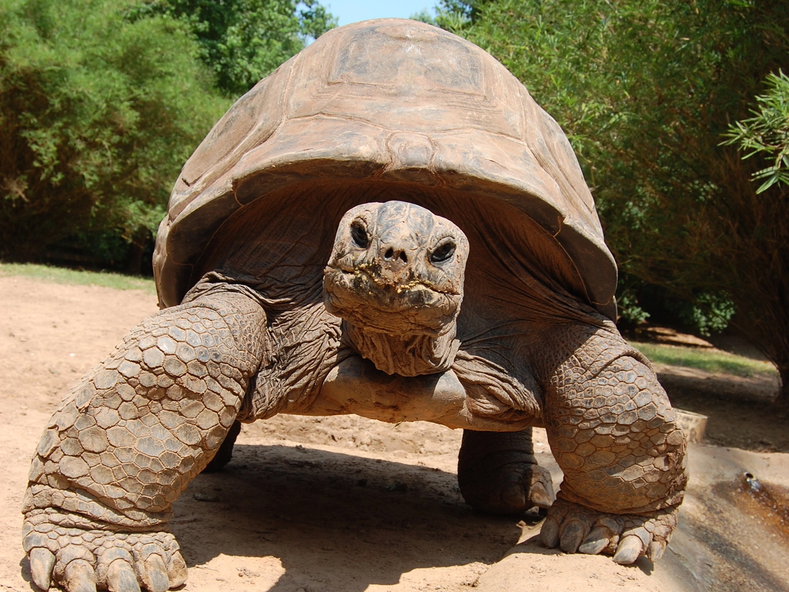 Aldabra Tortoise