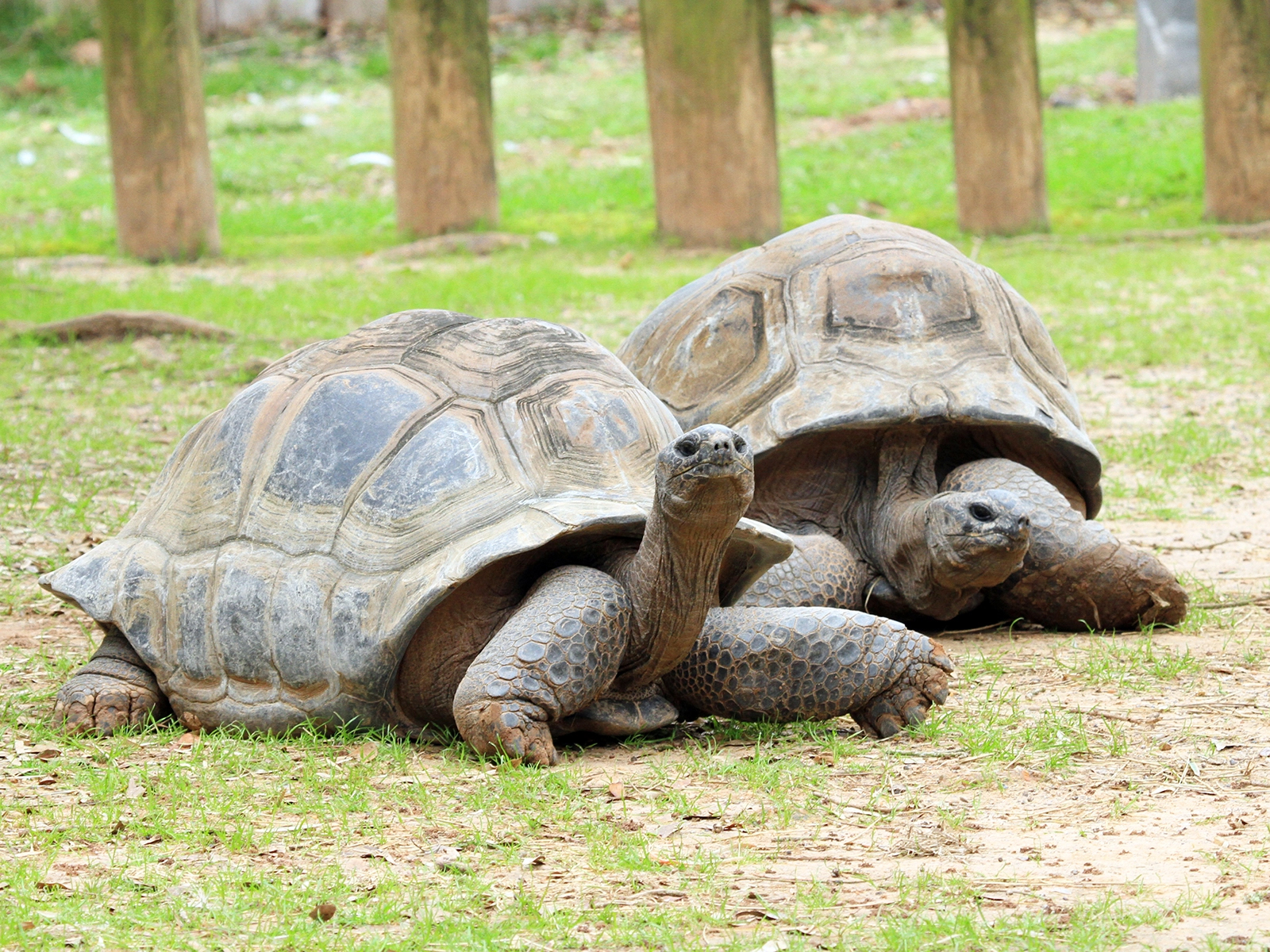 Aldabra tortoise