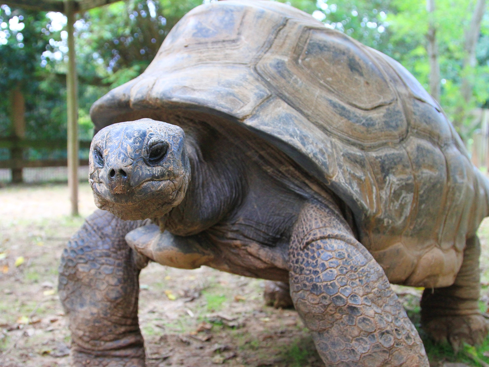 Aldabra tortoise
