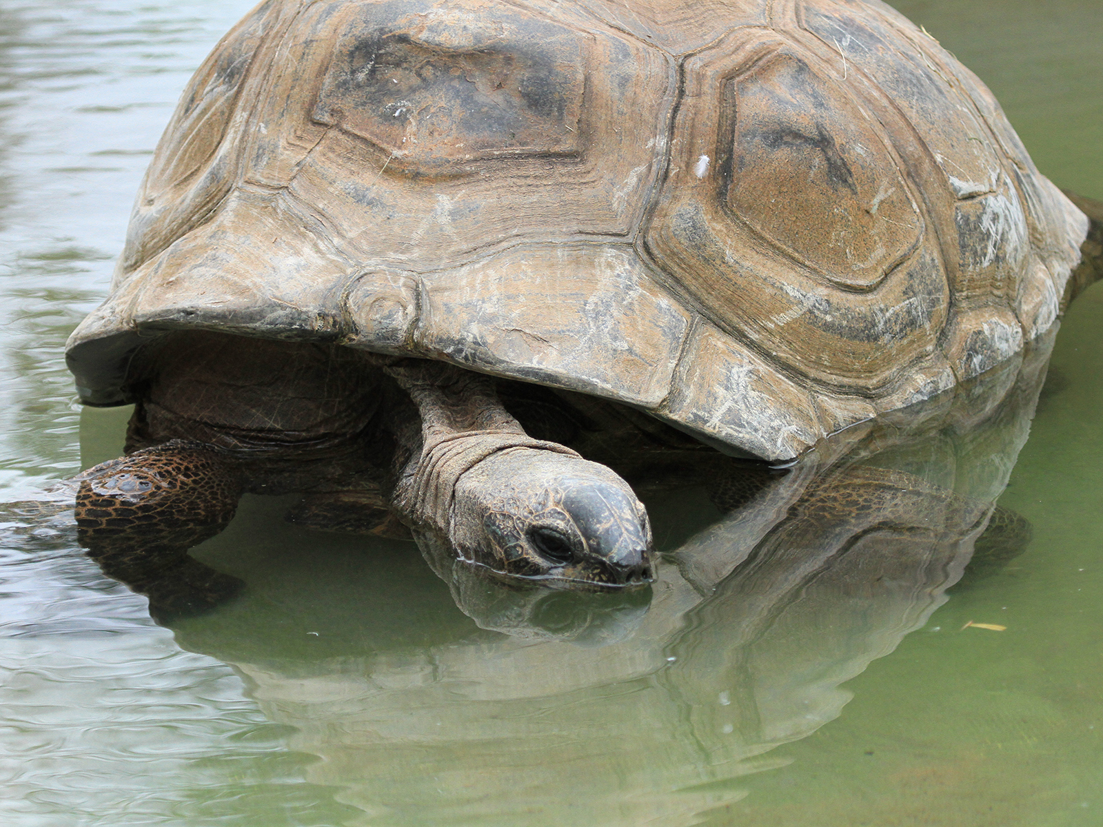 Aldabra tortoises
