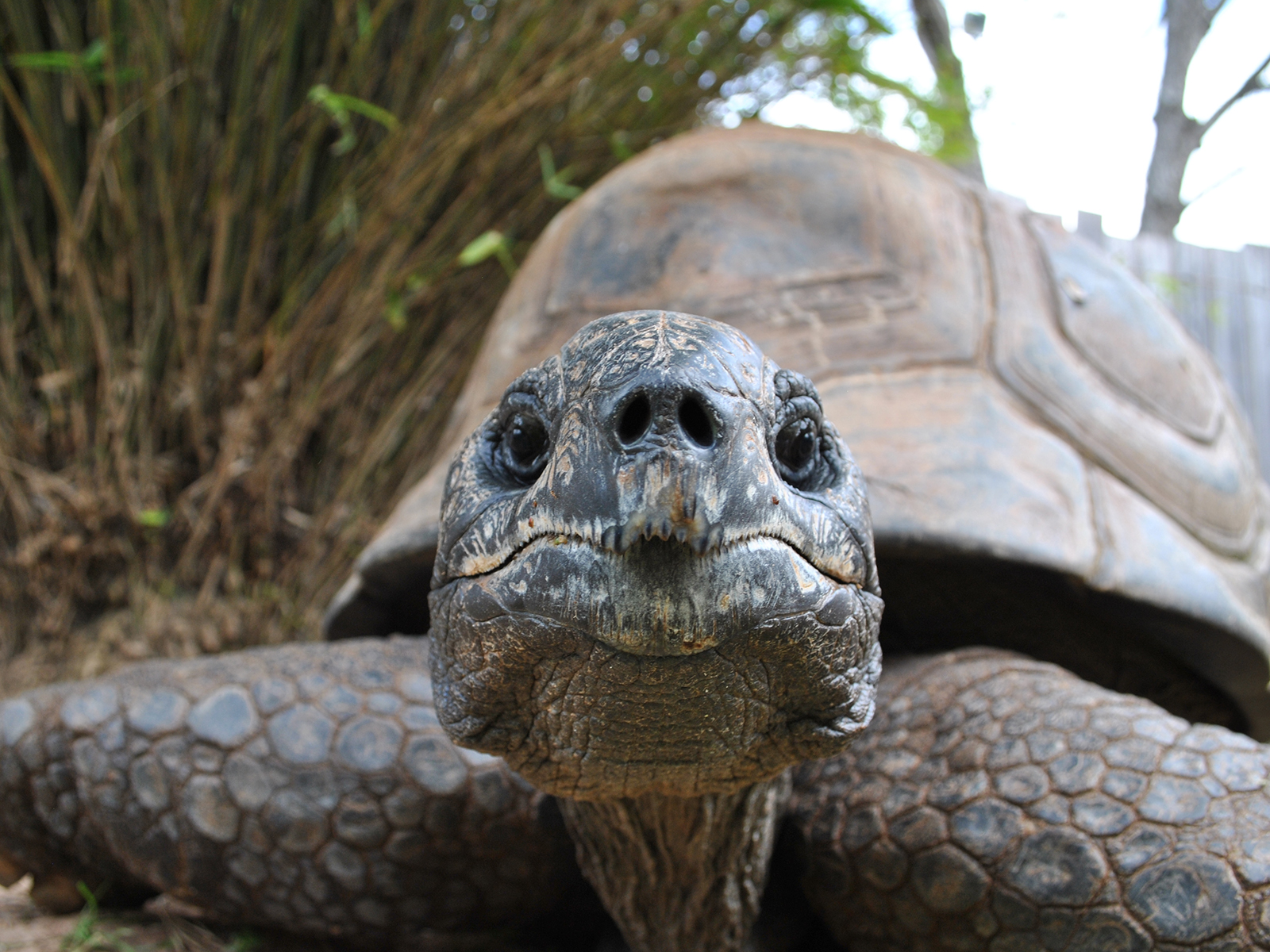 Aldabra tortoises