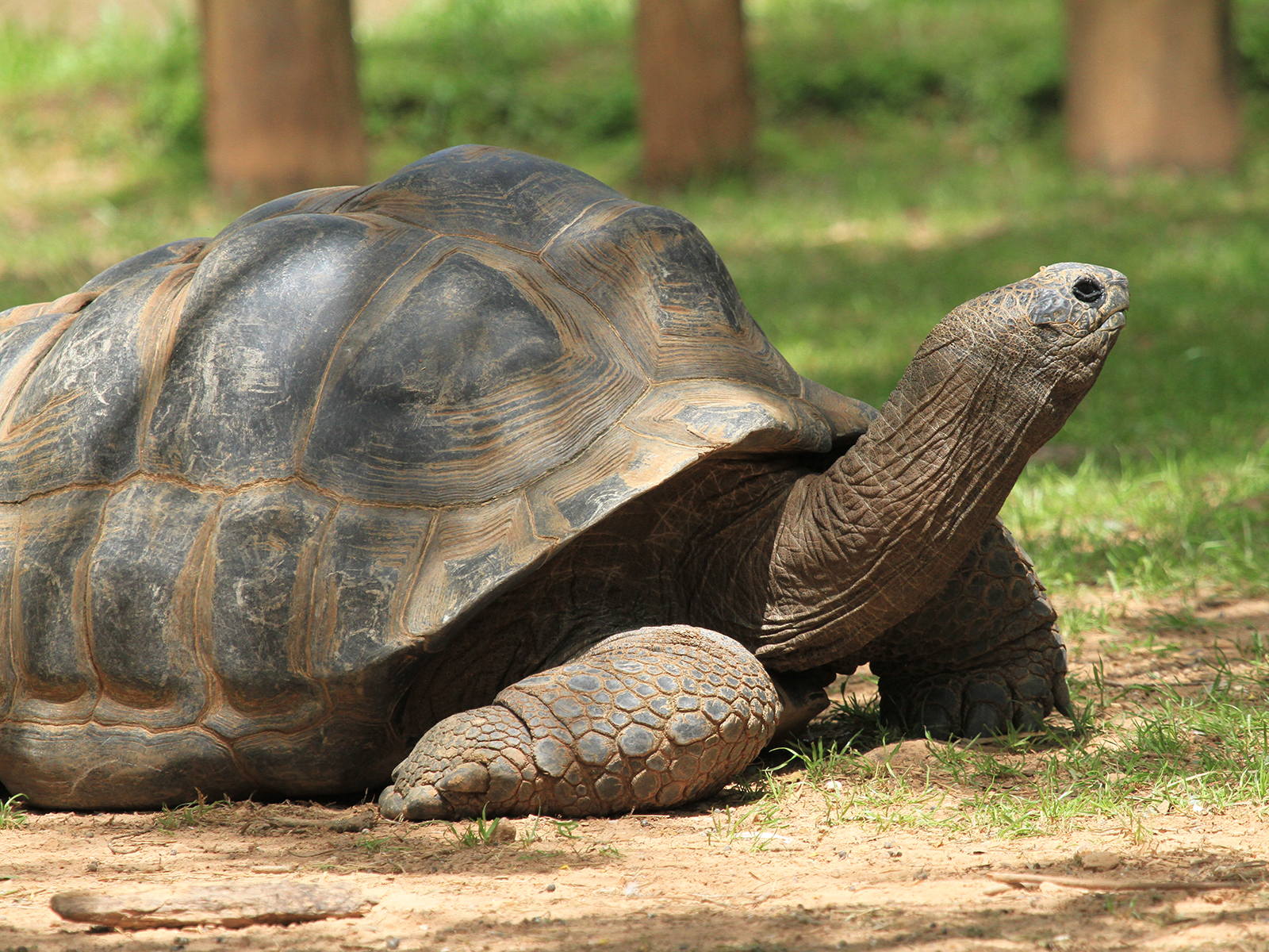 Aldabra tortoise