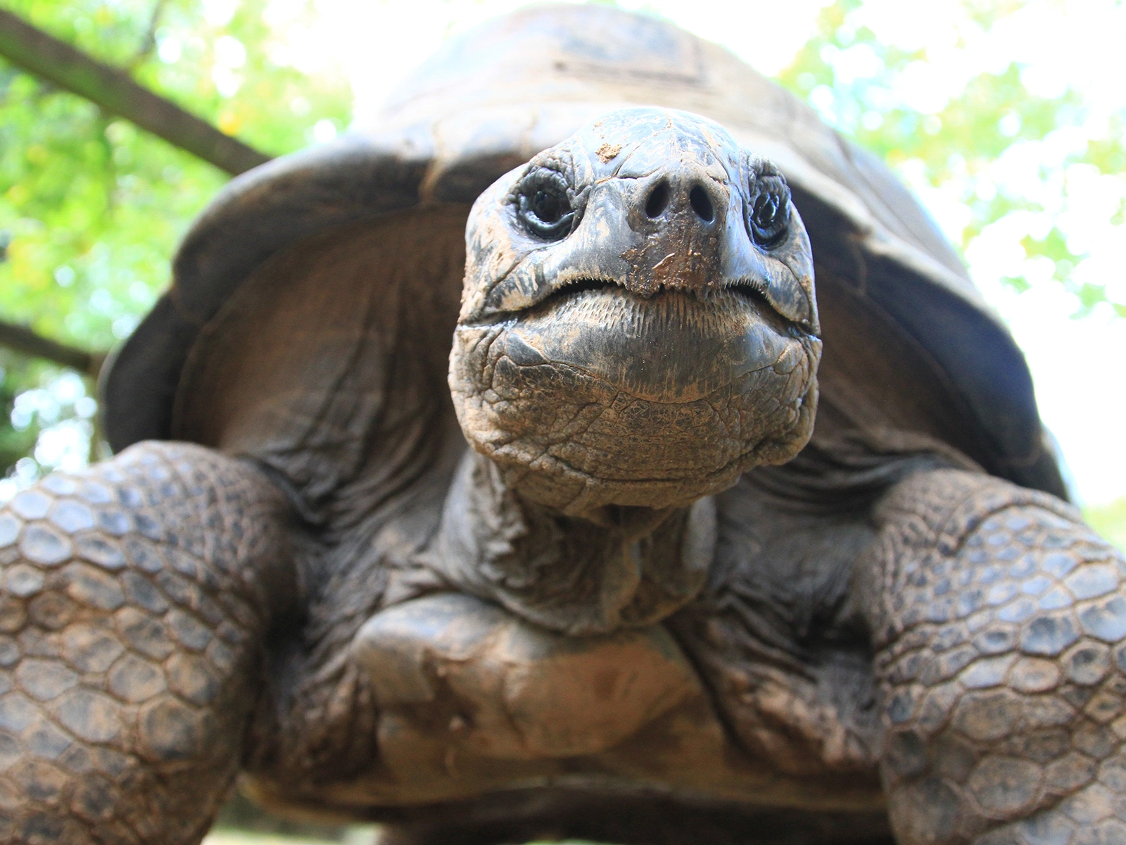 Big Al the Aldabra tortoise
