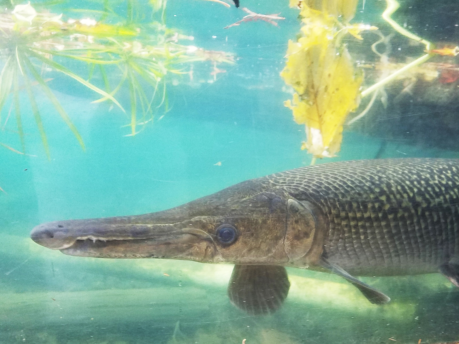 Alligator Gar under water