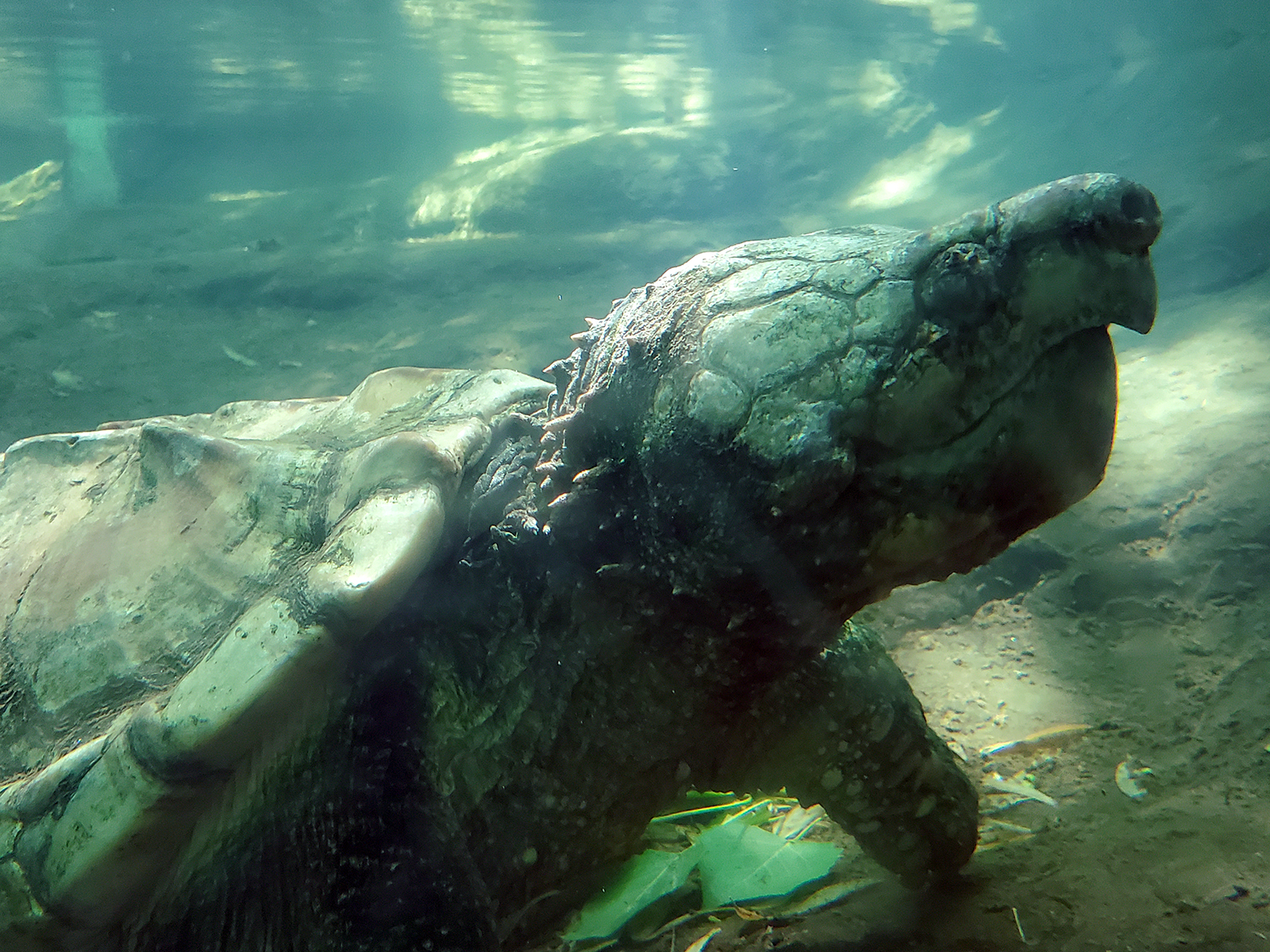 Alligator Snapping Turtle