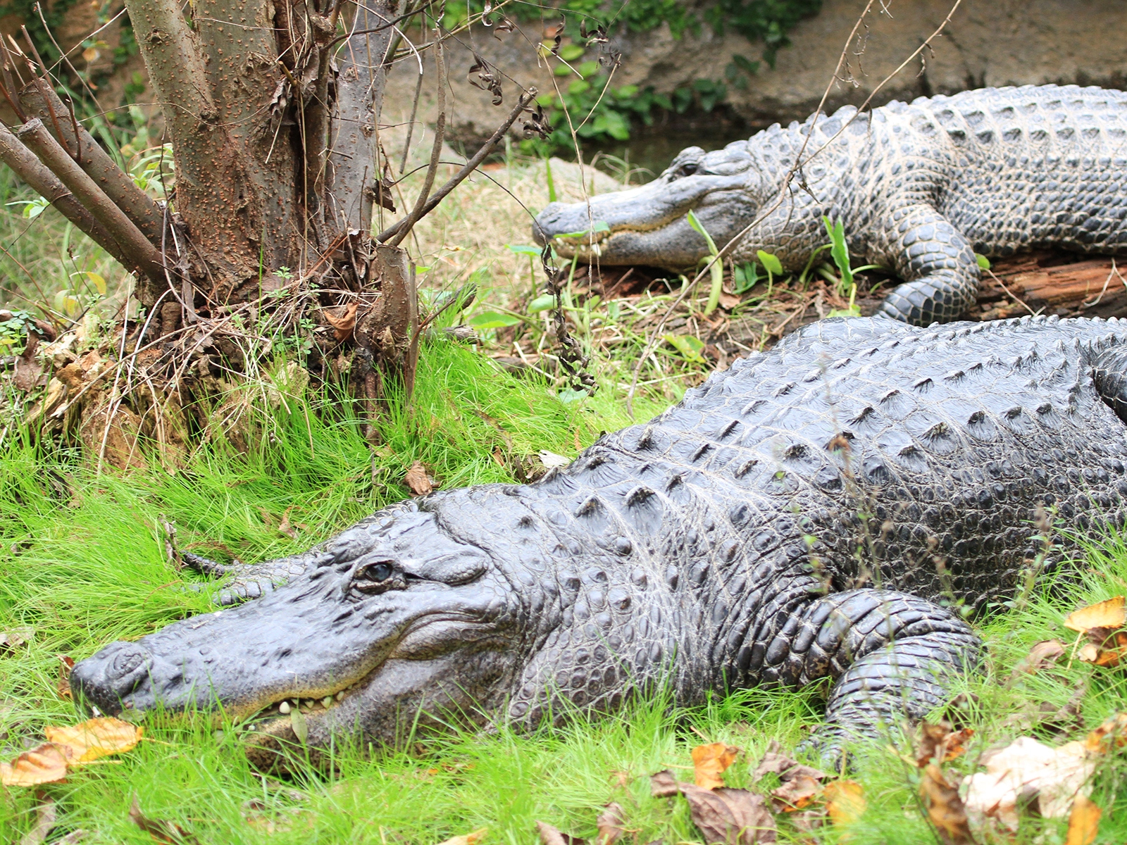 American Alligator