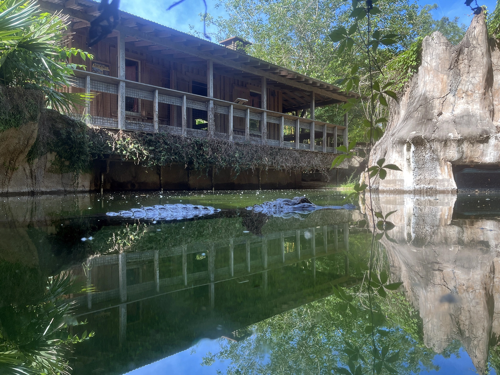 American alligator in Louisiana Habitat
