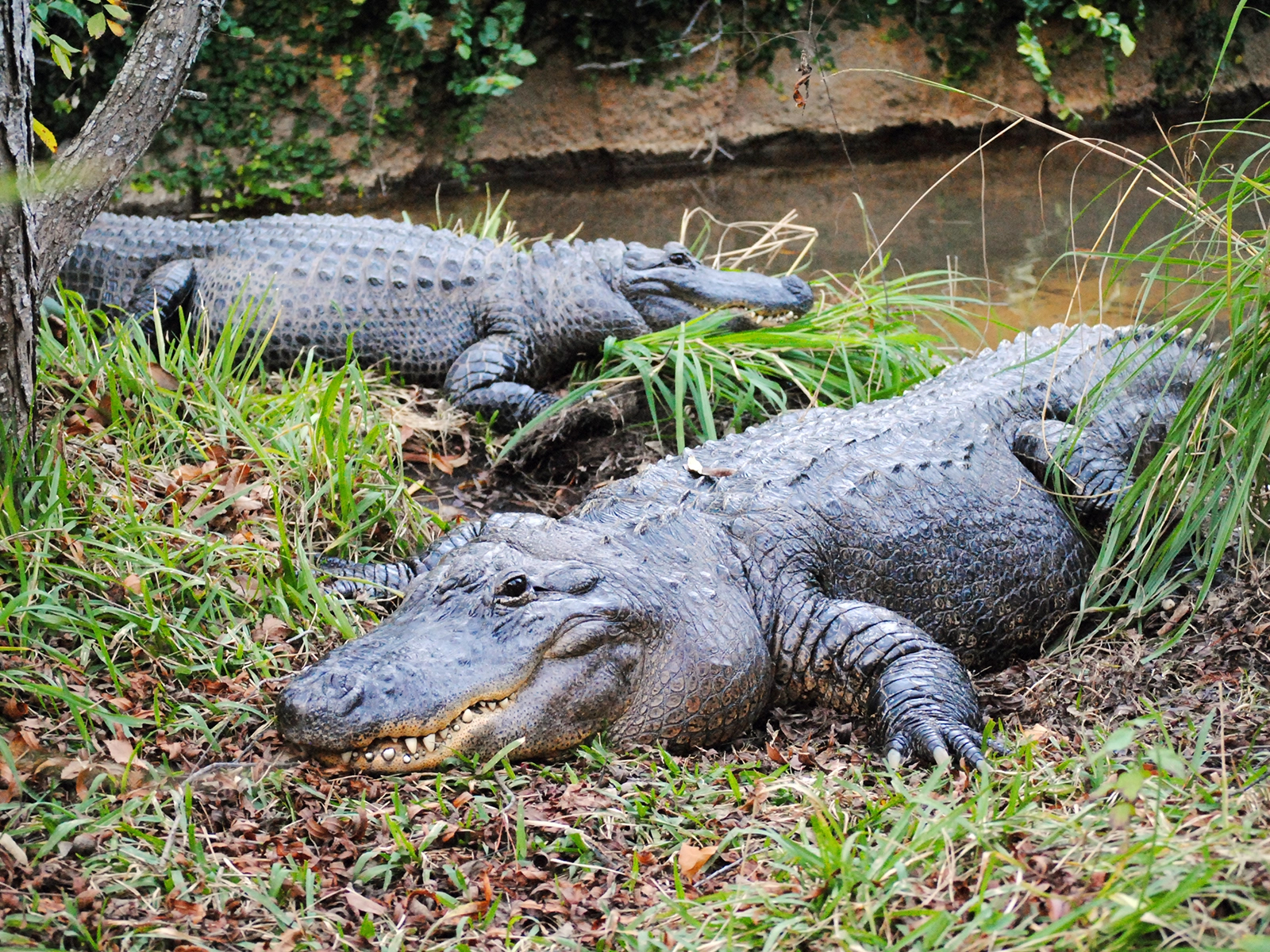 American alligators on land