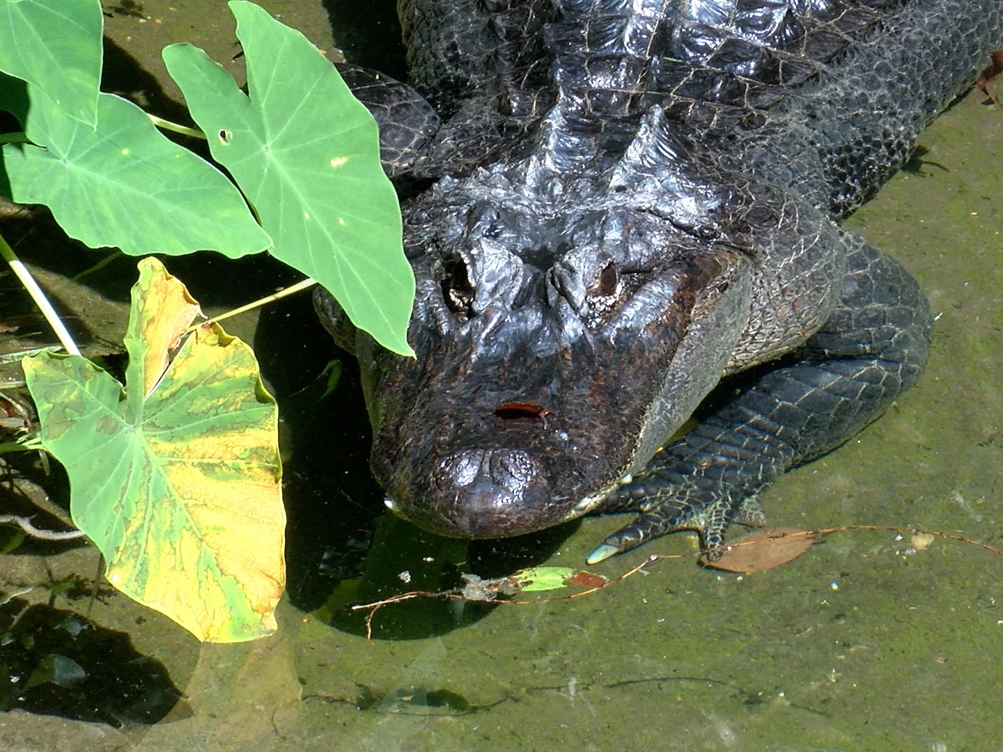 Chopper the American Alligator