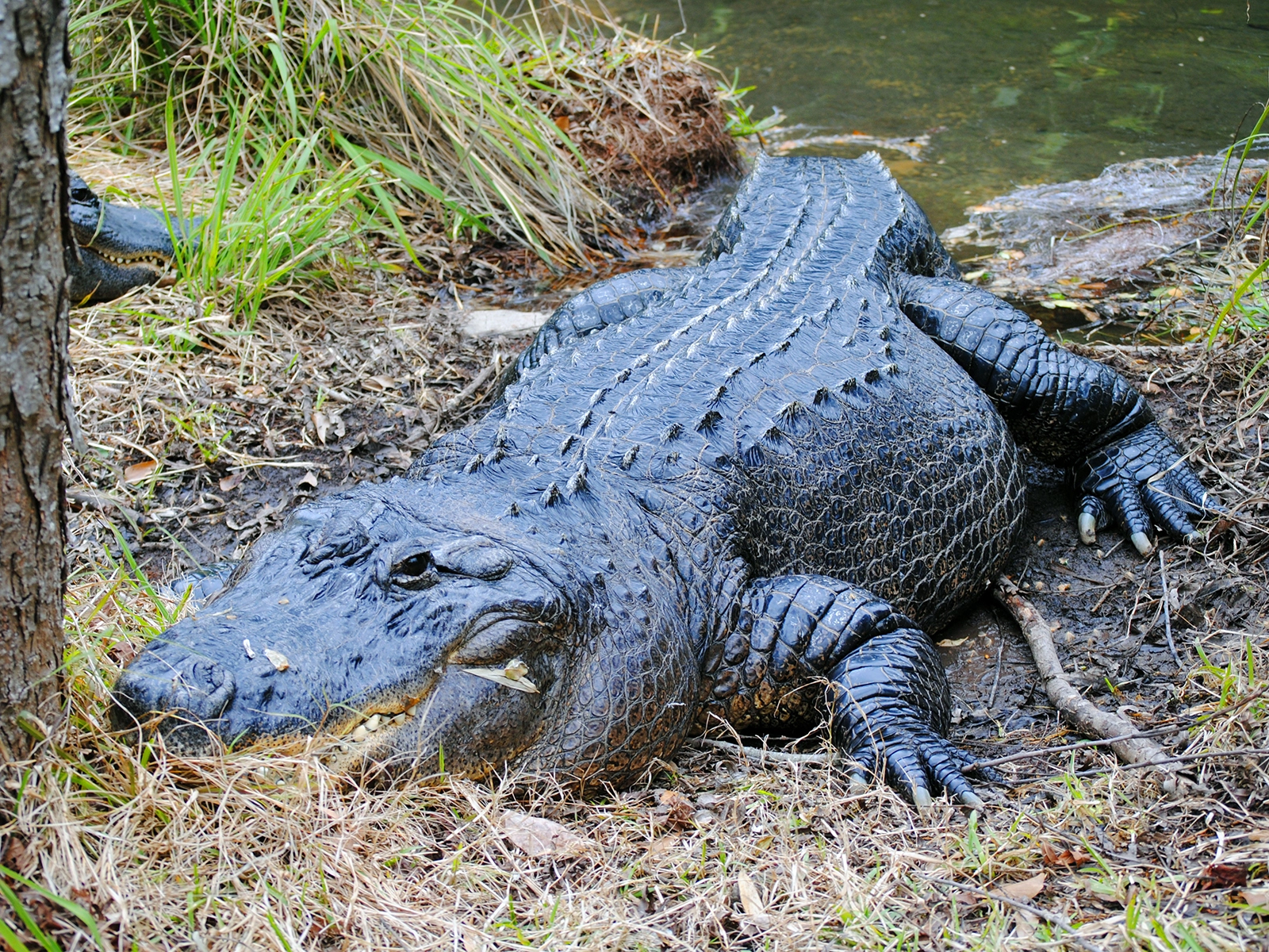 Moease the American alligator