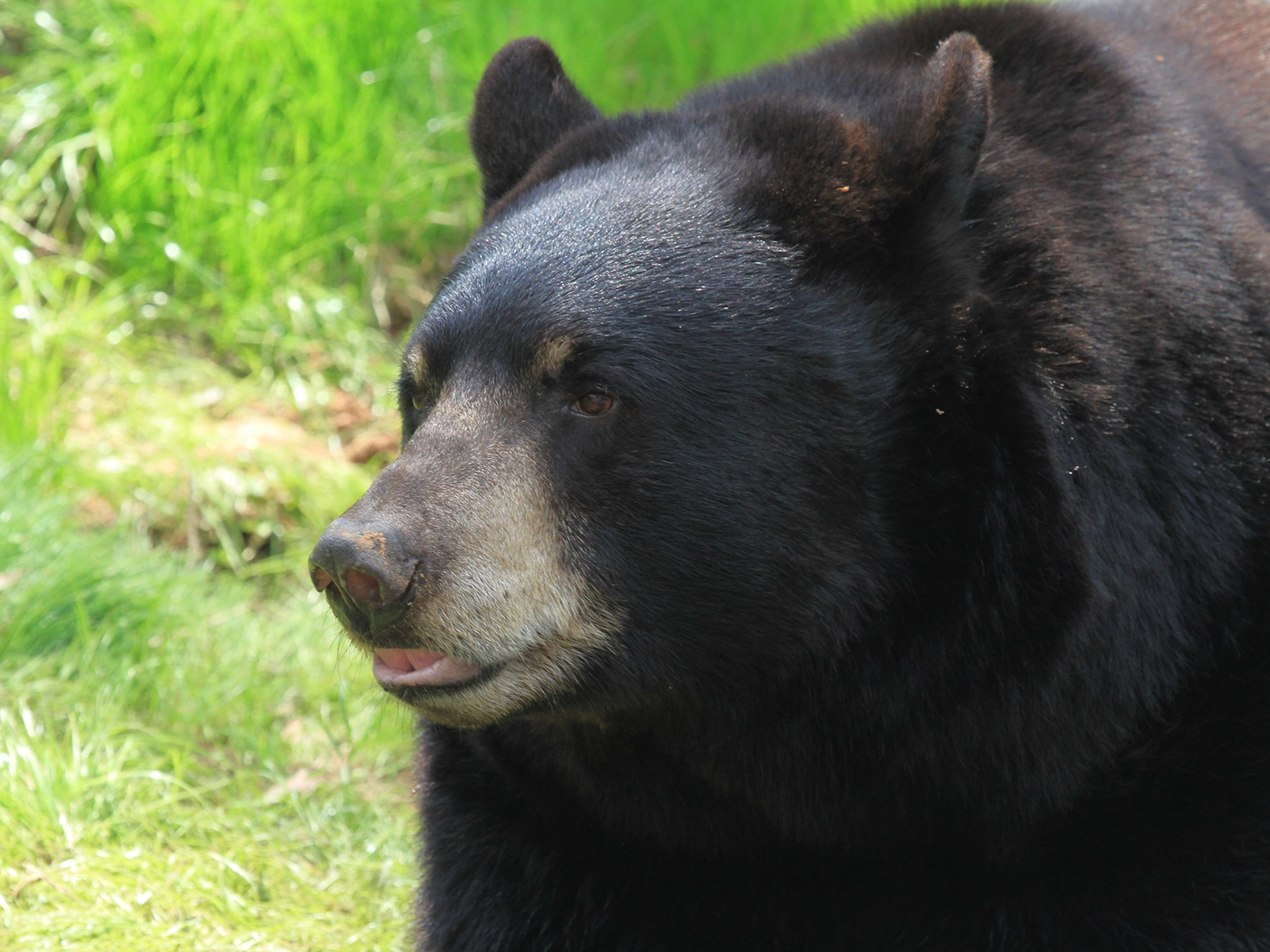 American black bear