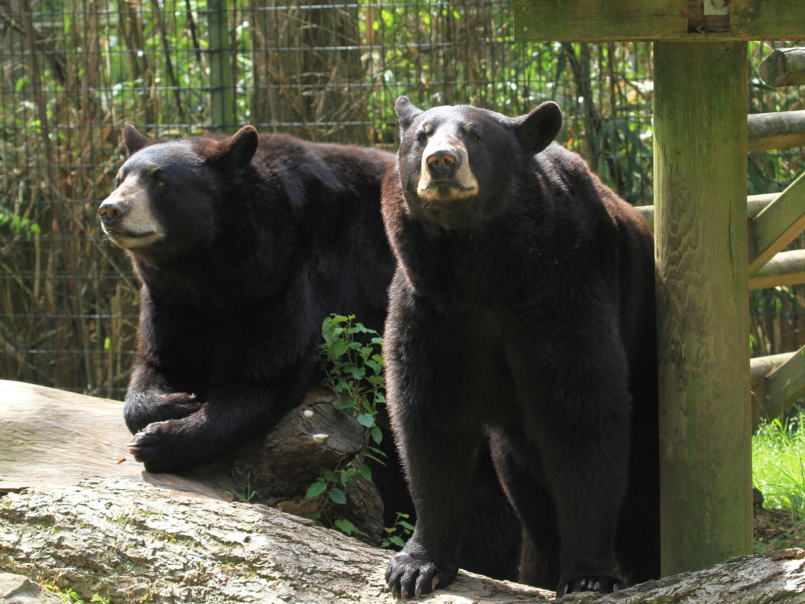 American black bears