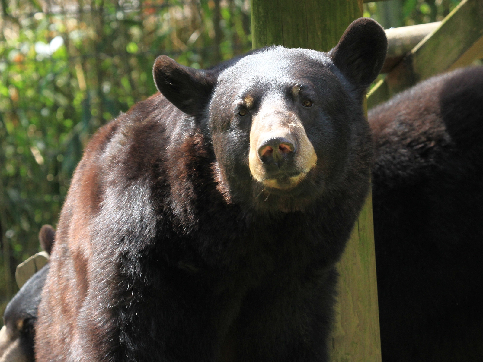 black bear close up