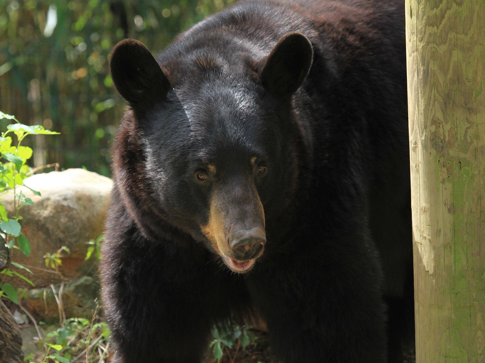 black bear close up
