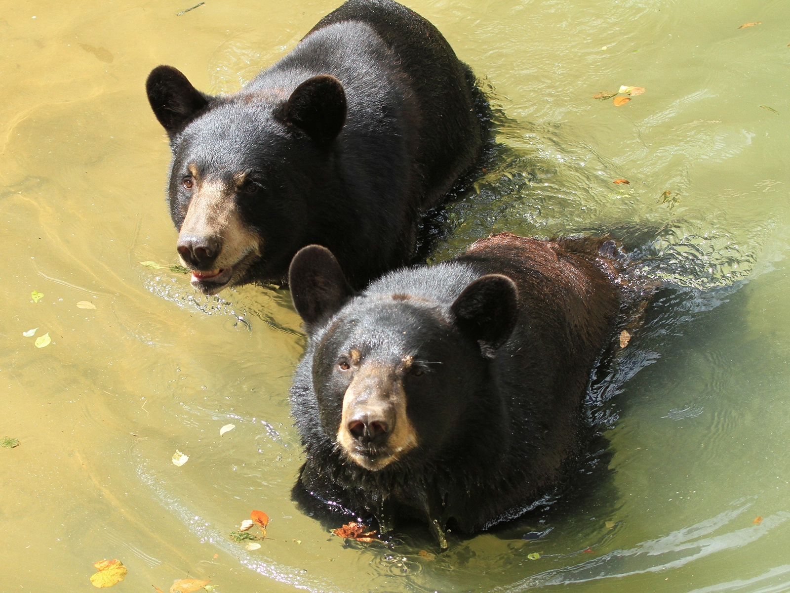 black bears in the water