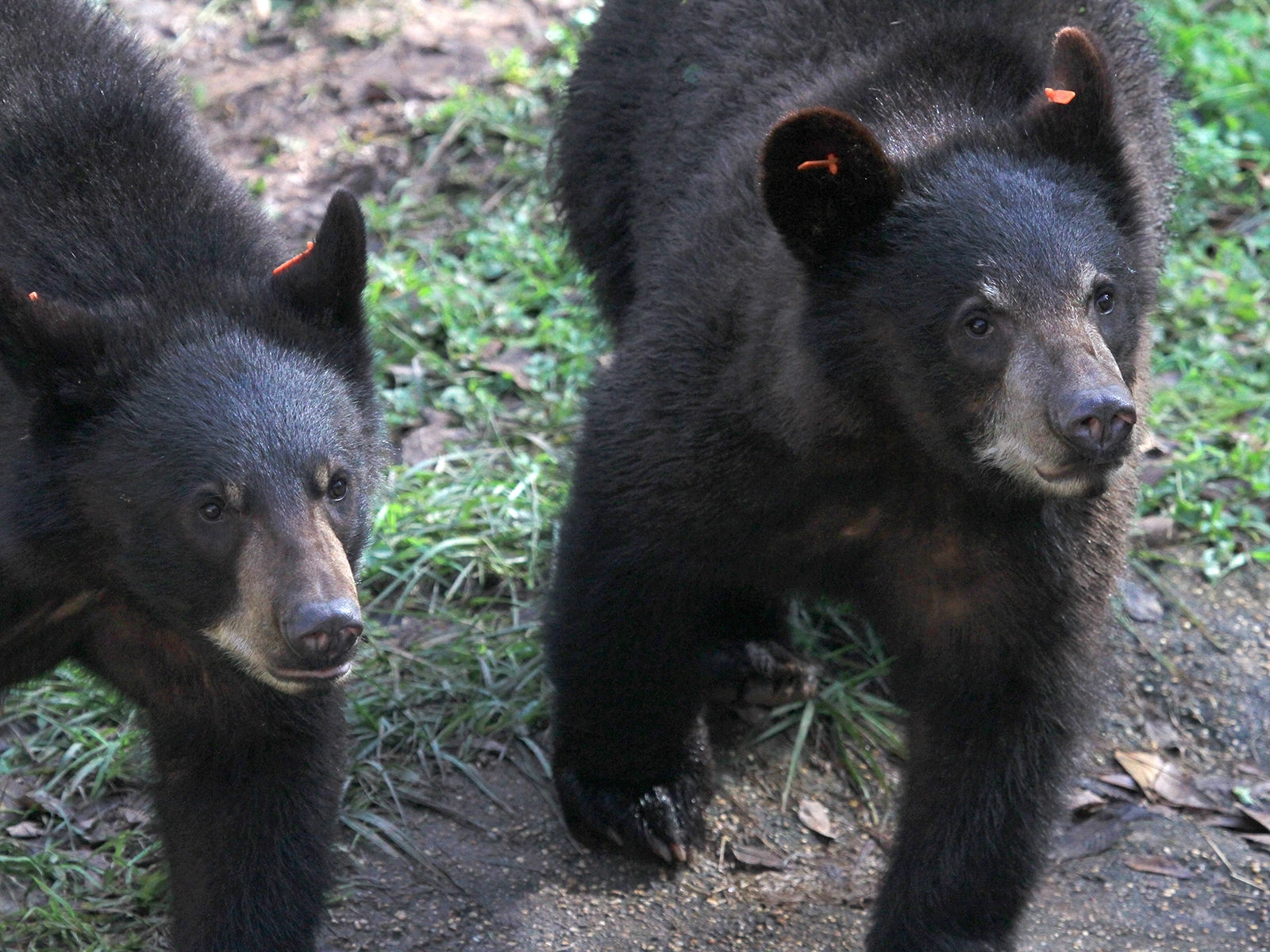 American black bear cubs