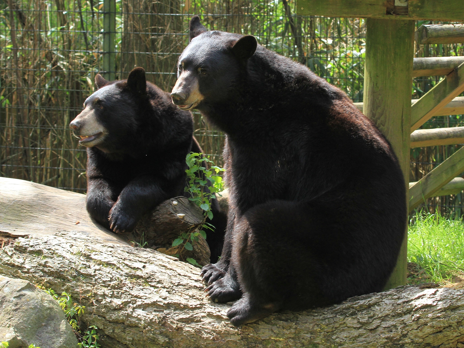 black bears Chipp and Obie