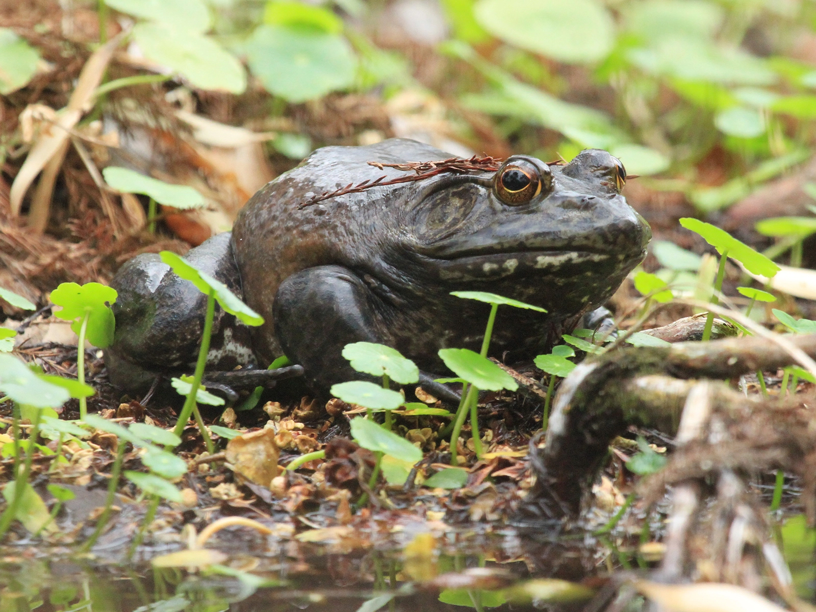 American Bullfrog