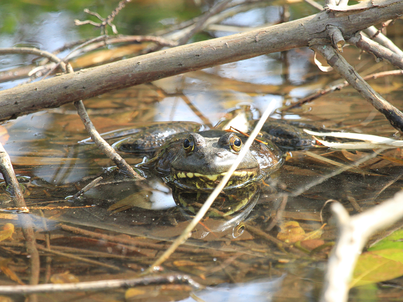 American bullfrog in a pond