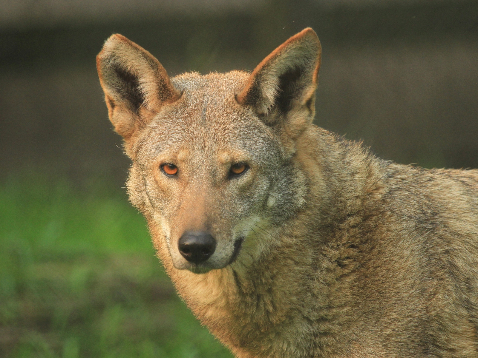 American Red Wolf
