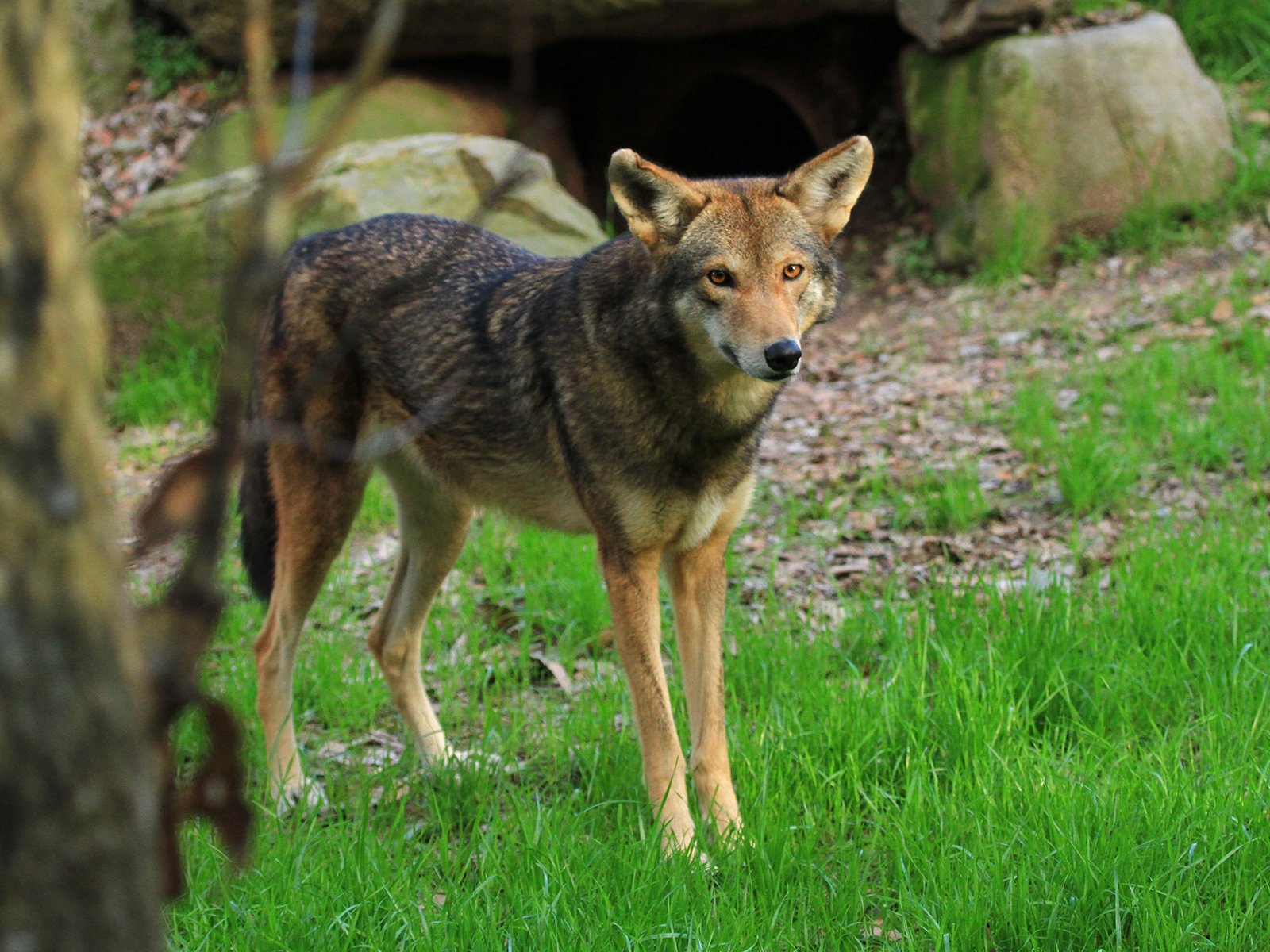 American red wolf