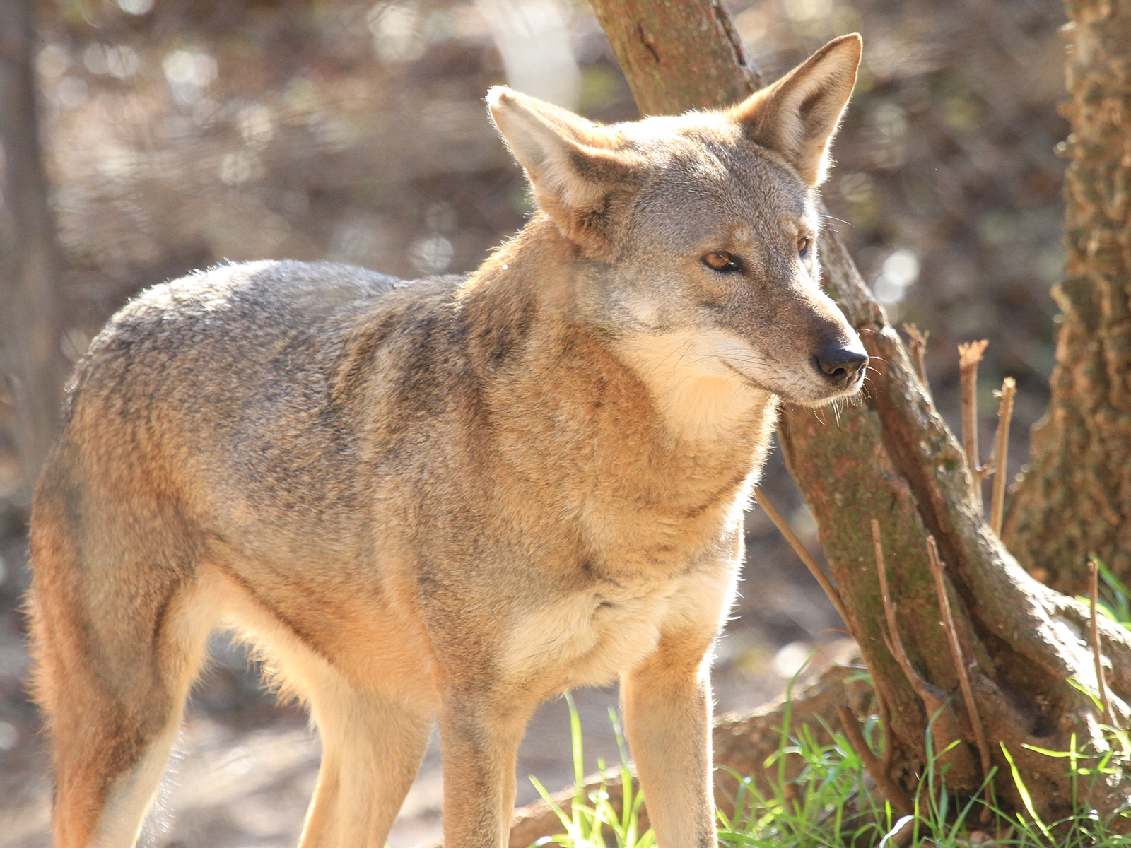 American red wolf