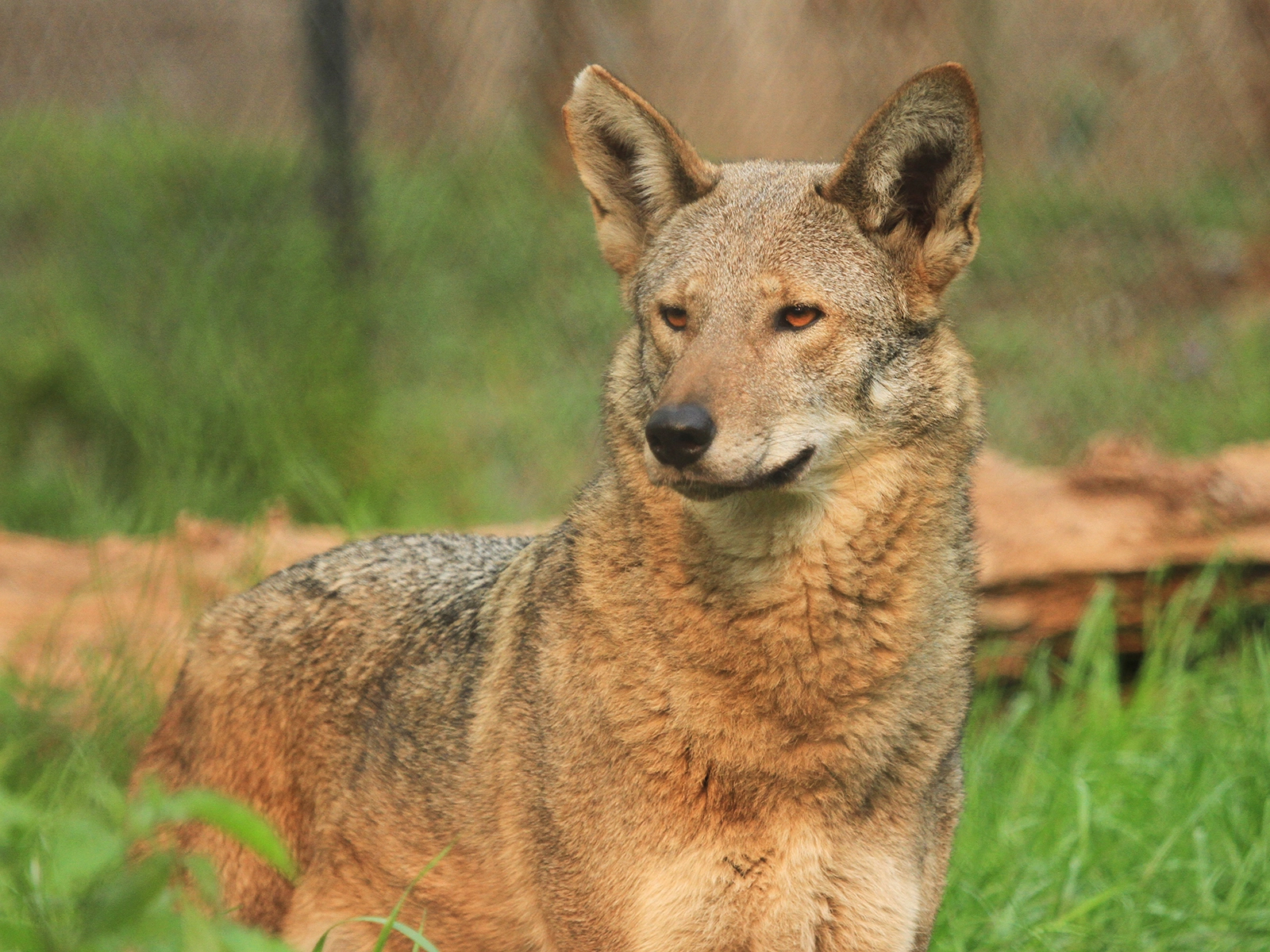 American red wolf