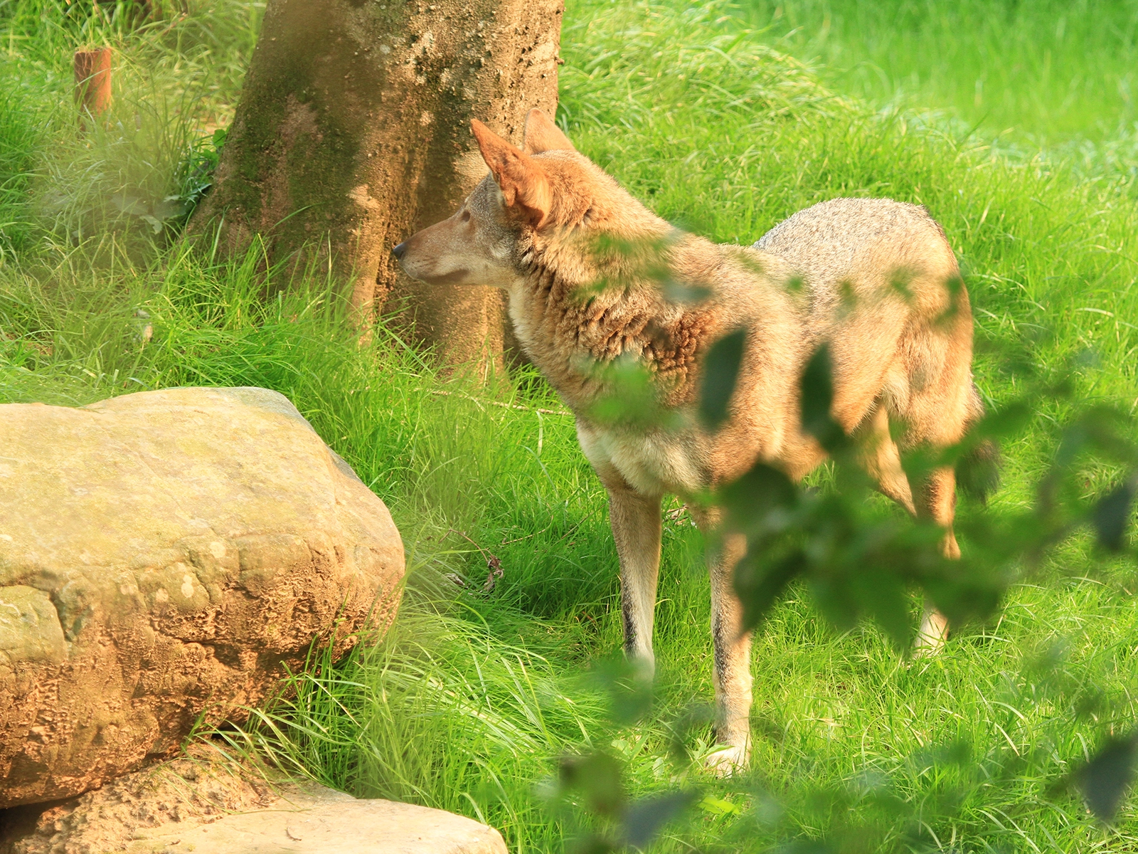 American Red Wolf standing