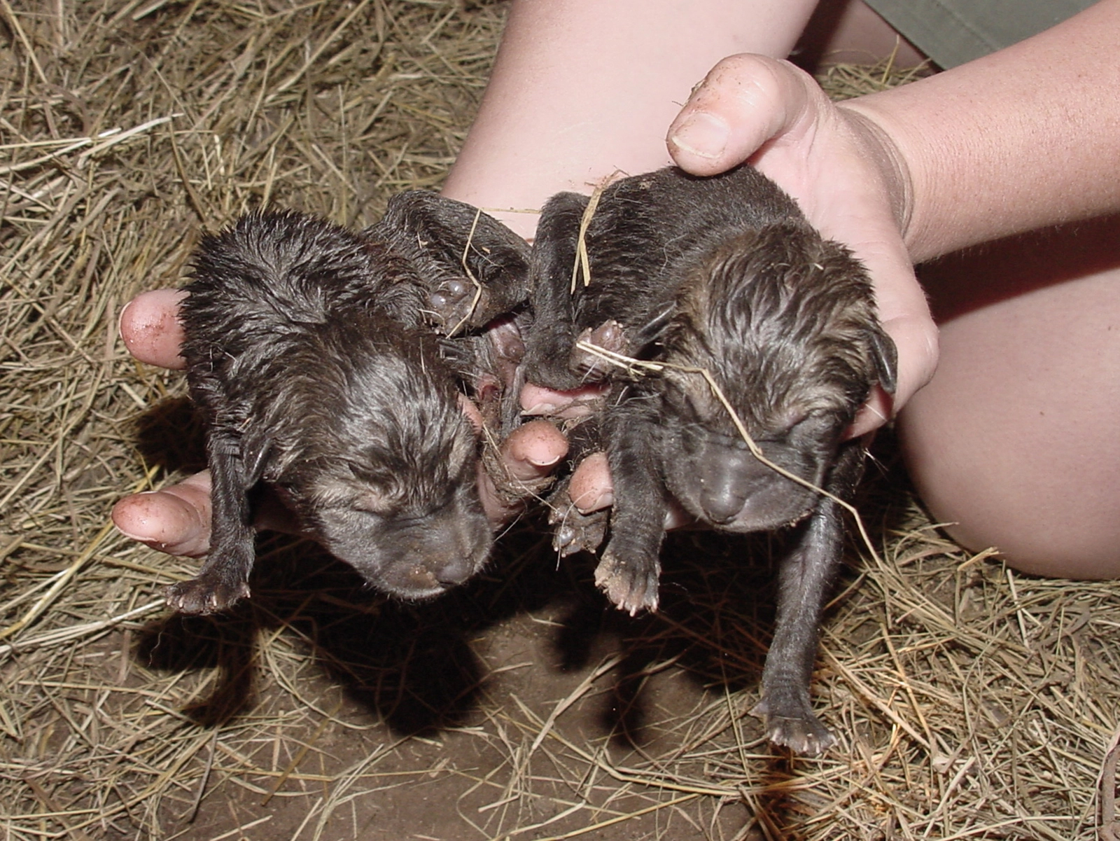 American red wolf pups