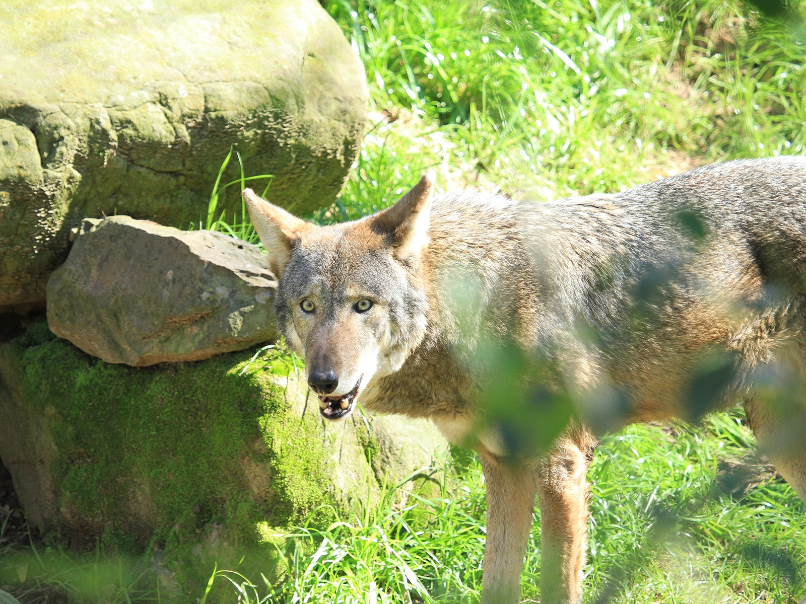 American Red Wolf