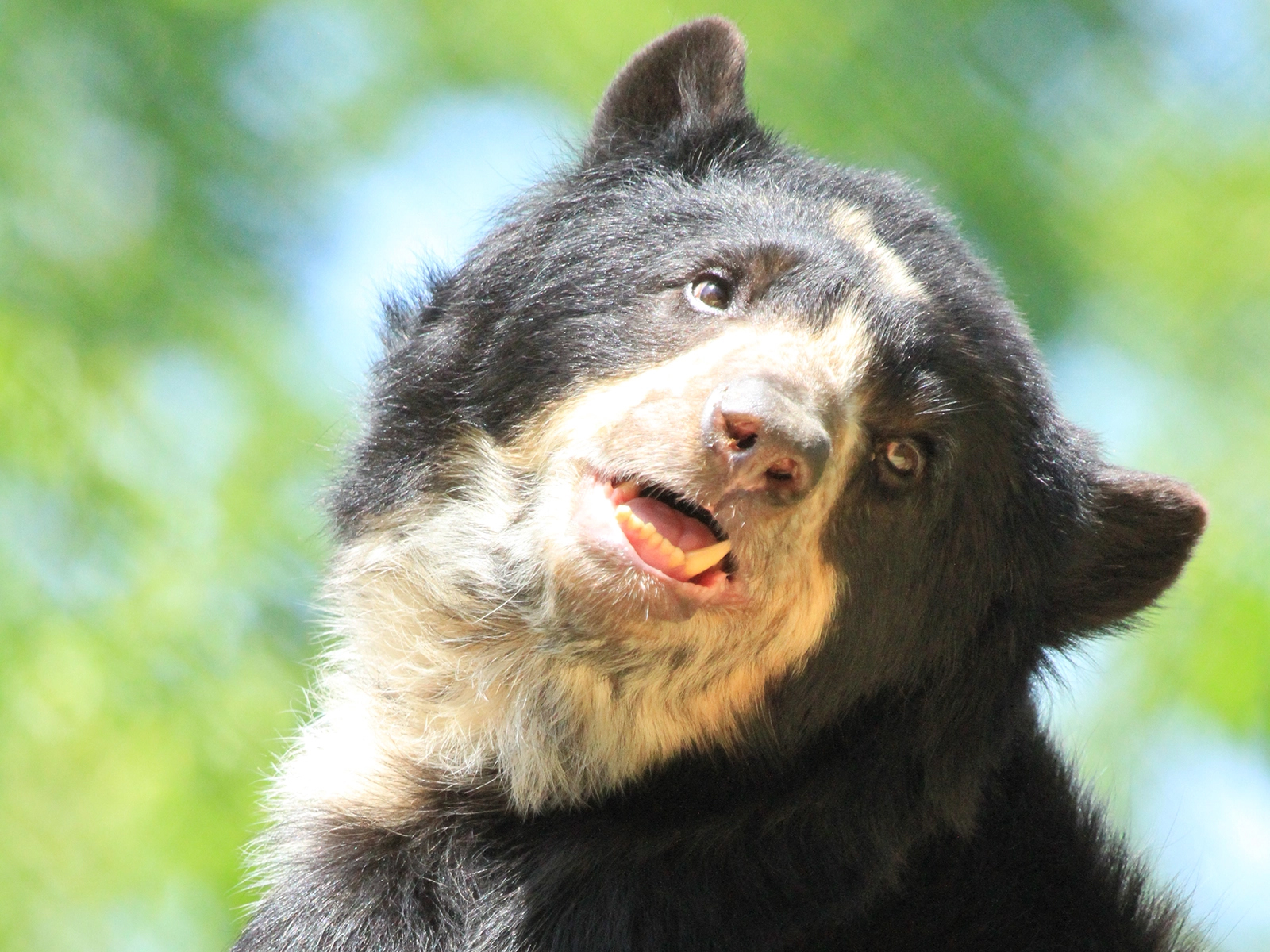 Andean bear
