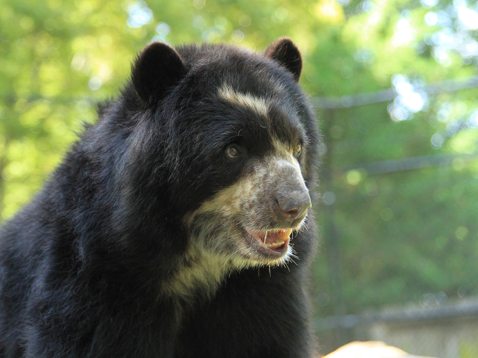 Andean bear close up