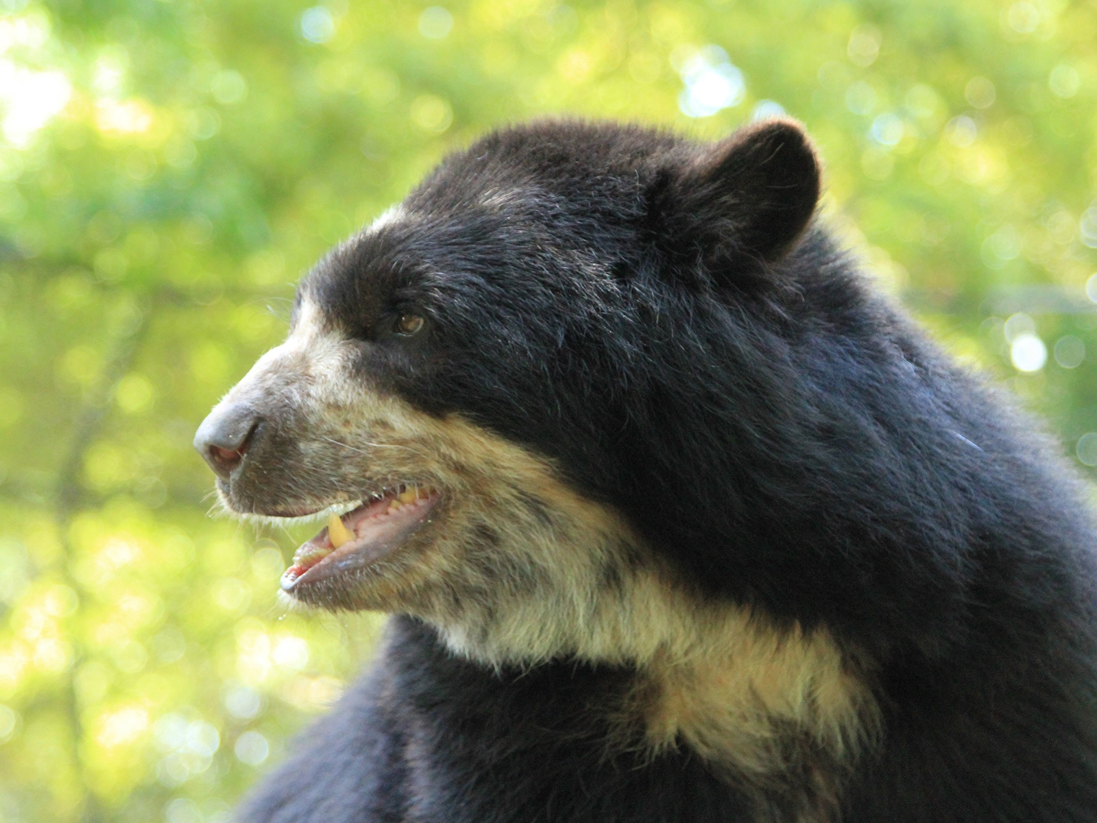 Andean bear close up