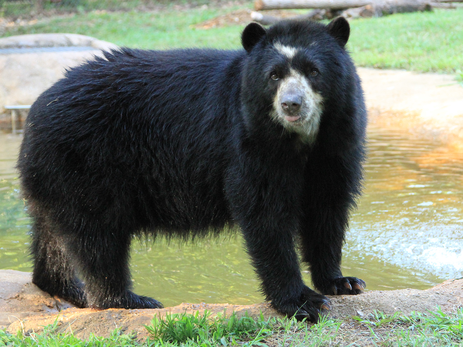 Andean bear standing