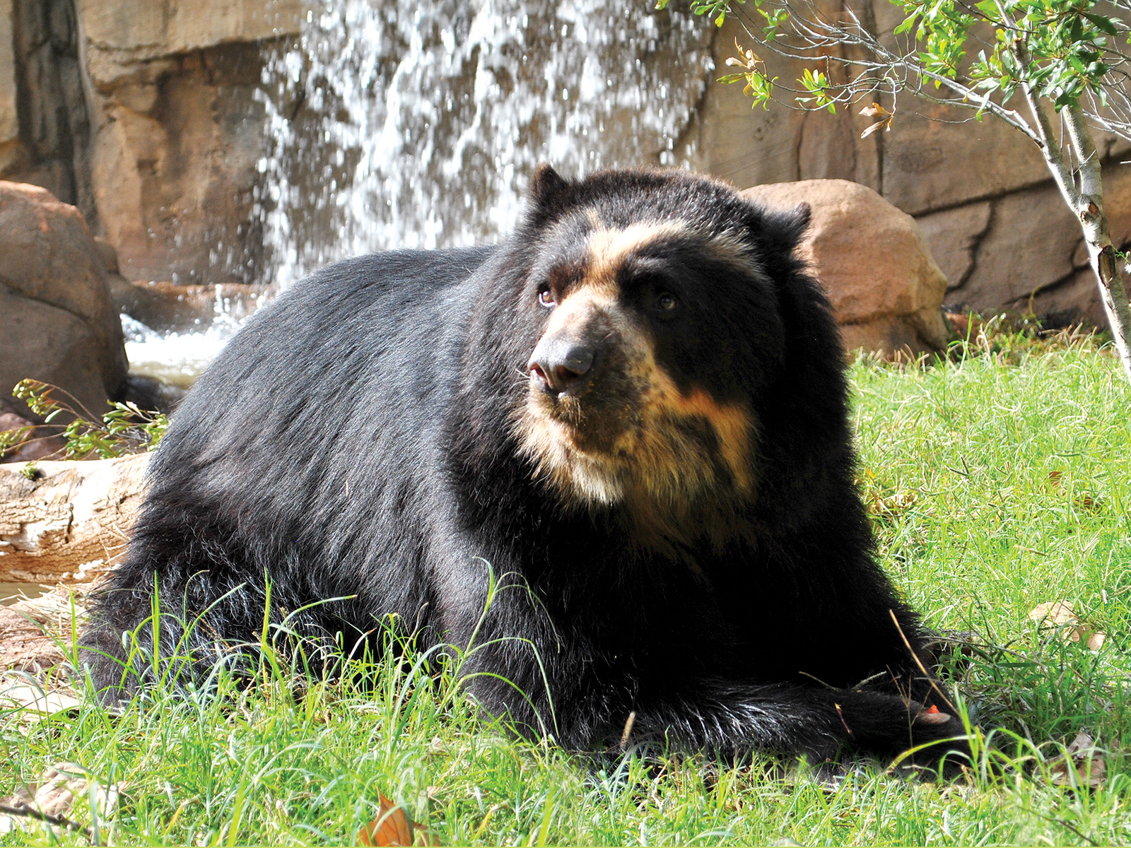 Andean bear in front of waterfall